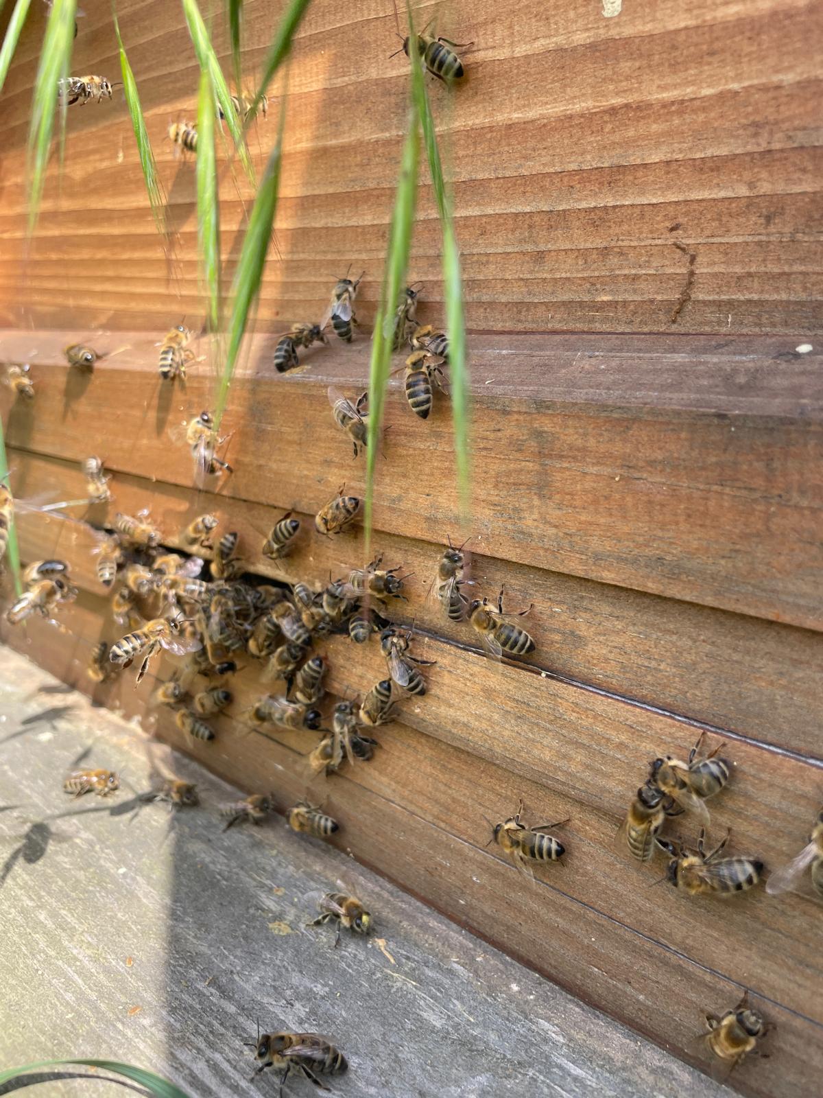 Bienen am Eingang 2
